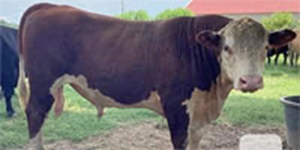 1 Reg. Hereford Bull... Northeast LA