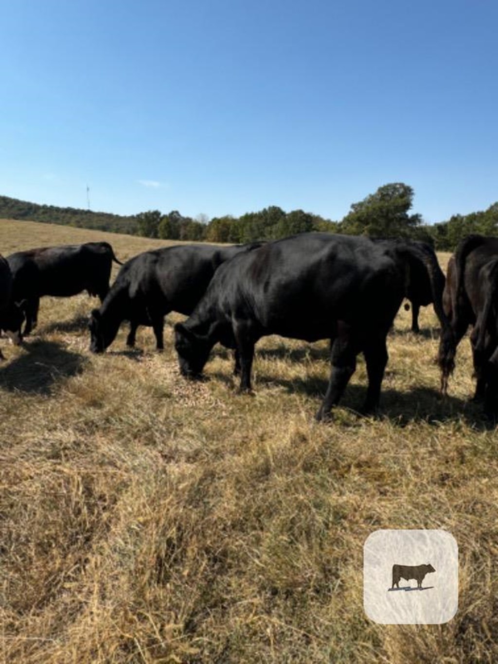 Cattle Range Listing Photo