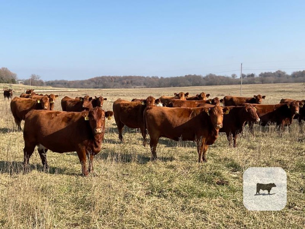 Cattle Range Listing Photo