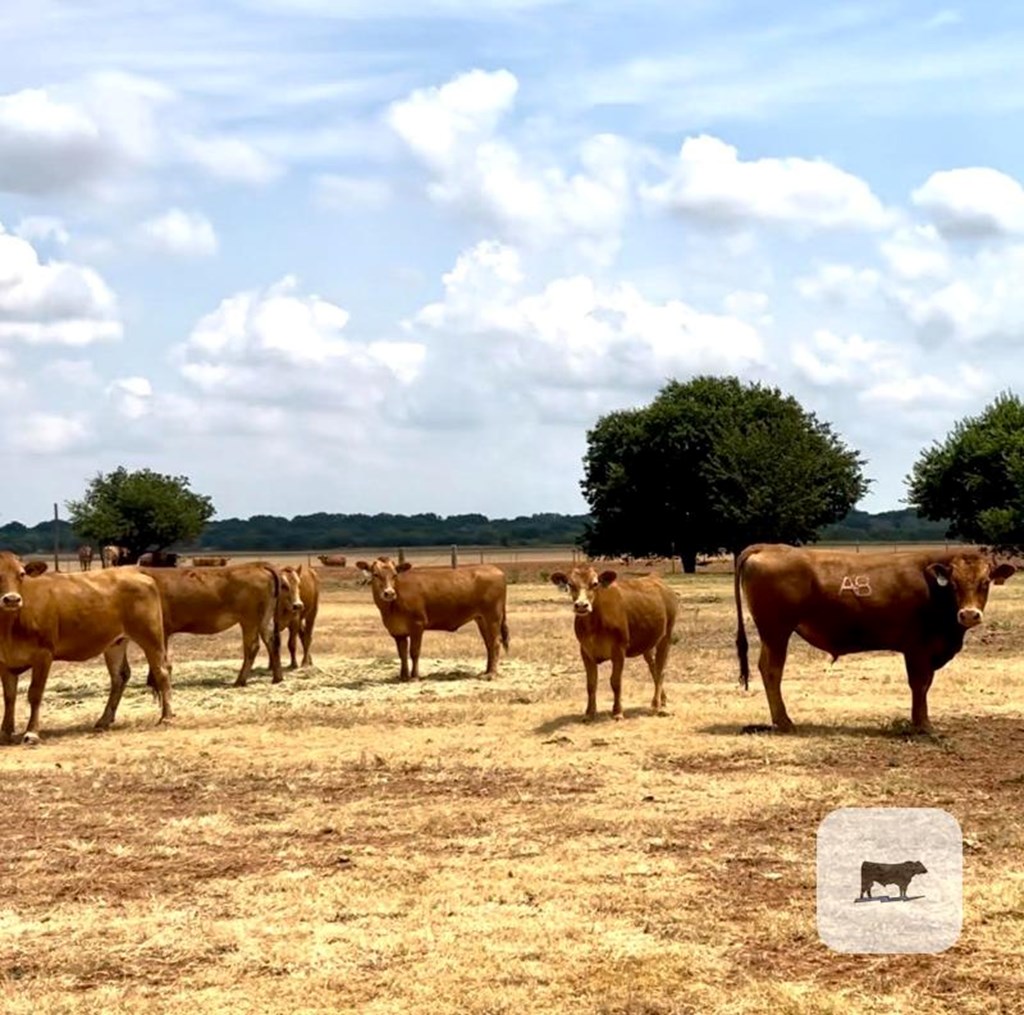 Cattle Range Listing Photo