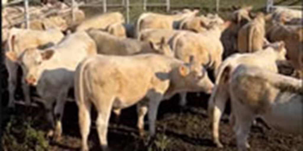 90 Charolais & Charolais/Angus Stocker Calves... Southeast TX ~ FD