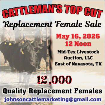 Tom Johnson Cattle Marketing ‘Cattleman’s Top Cut’ Replacement Female Sale