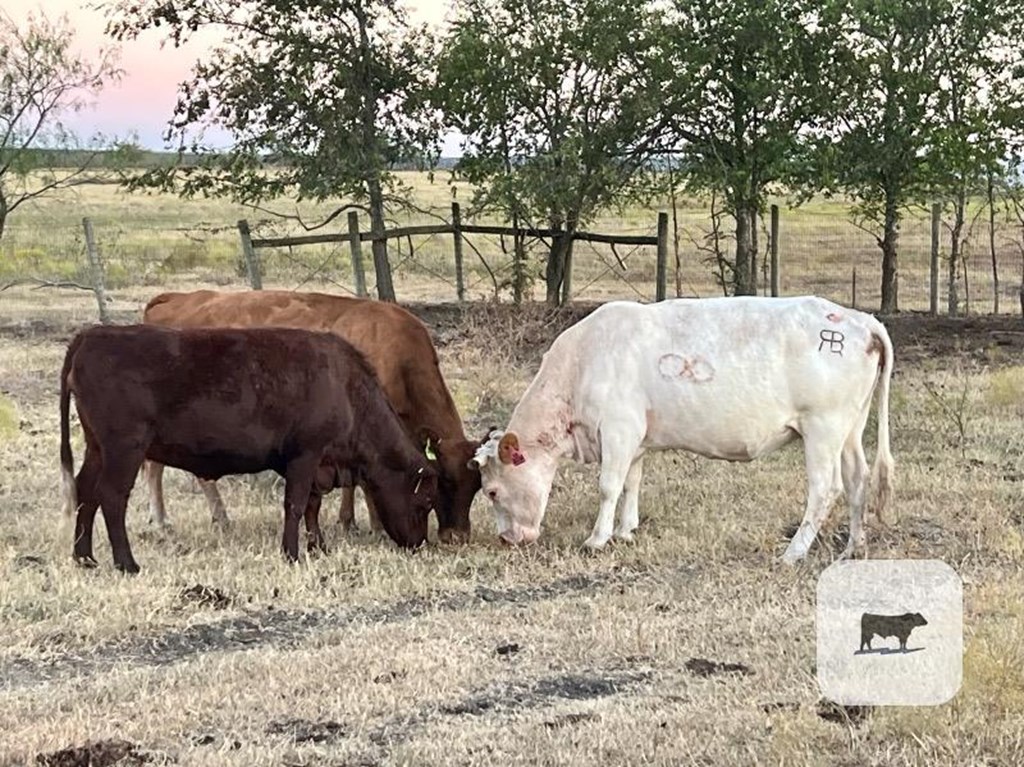 Cattle Range Listing Photo