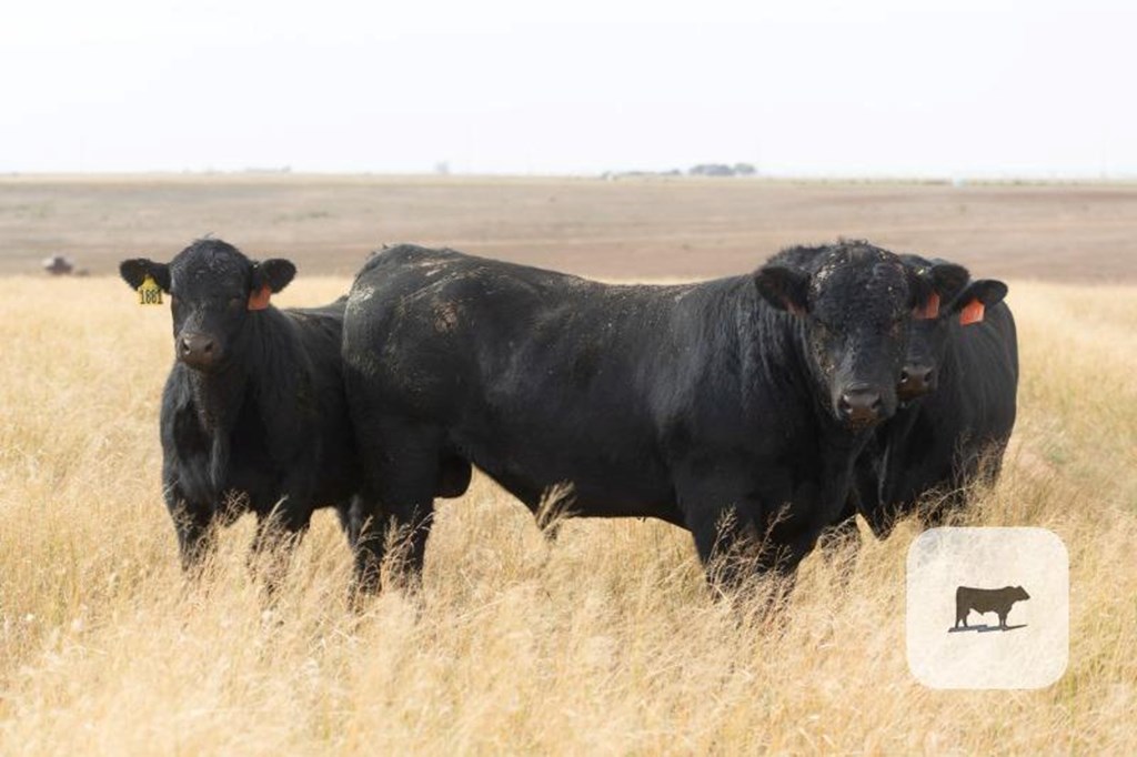 Cattle Range Listing Photo