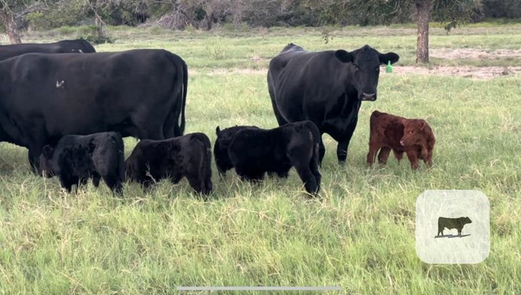 Cattle Range Listing Photo