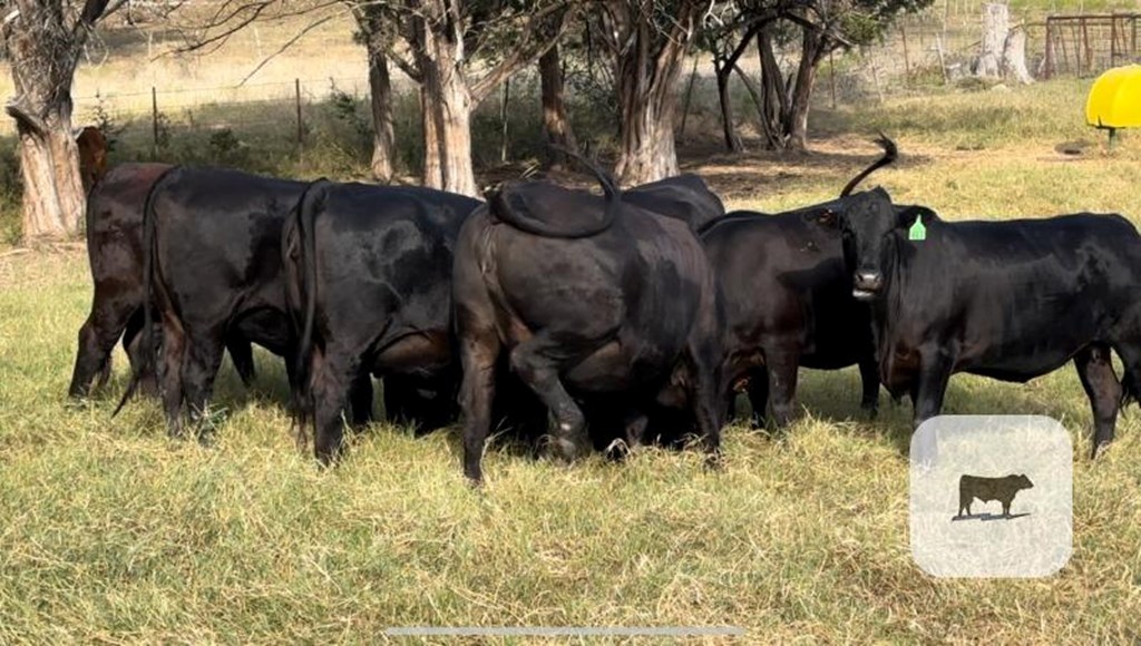 Cattle Range Listing Photo