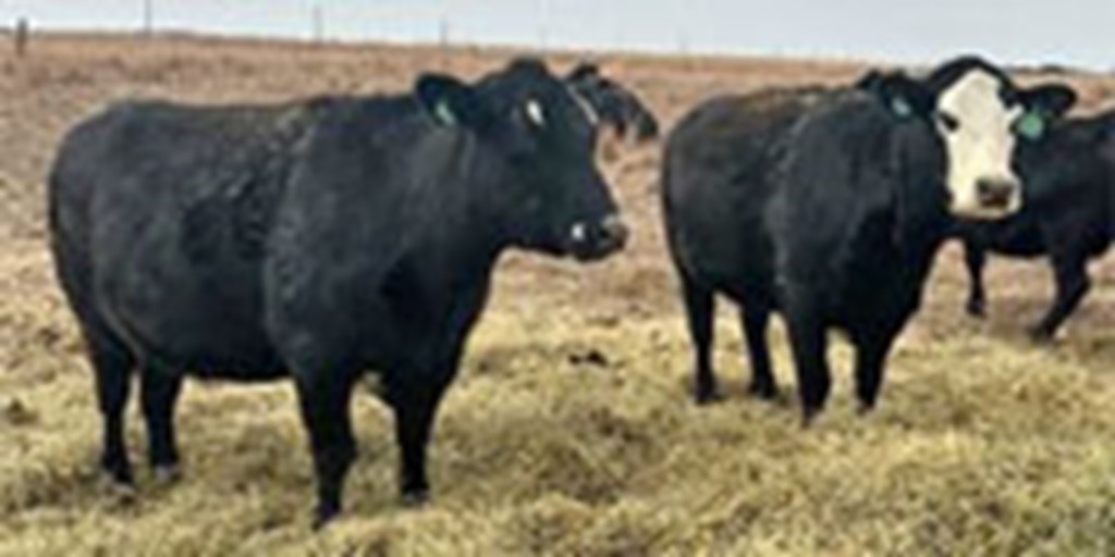 12 Angus, BWF, & Red Angus Cows... S. Central KS