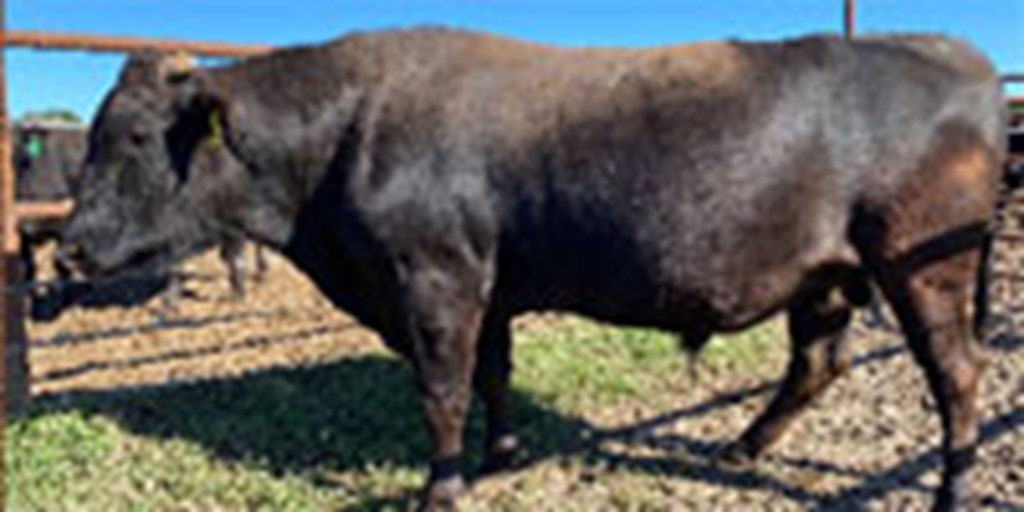 3 Reg. Wagyu Bulls... Northeast TX