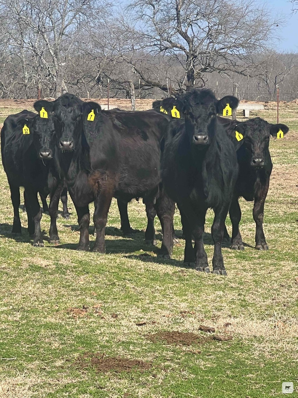 Cattle Range Listing Photo