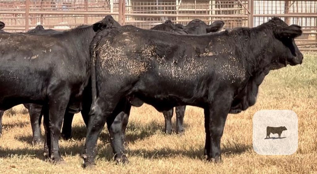 Cattle Range Listing Photo