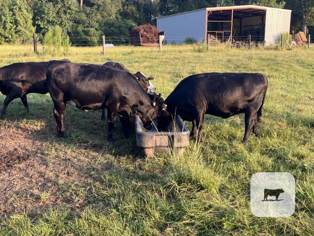 Cattle Range Listing Photo