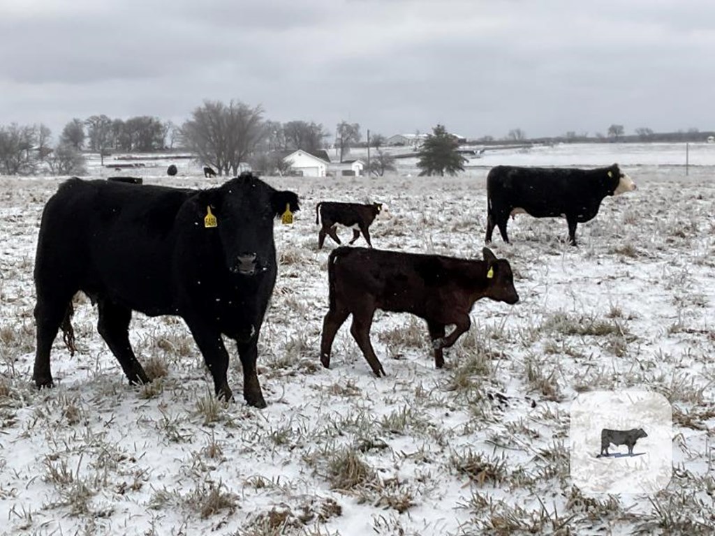 Cattle Range Listing Photo