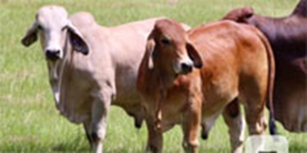 2 Reg. Brahman Bulls... East TX