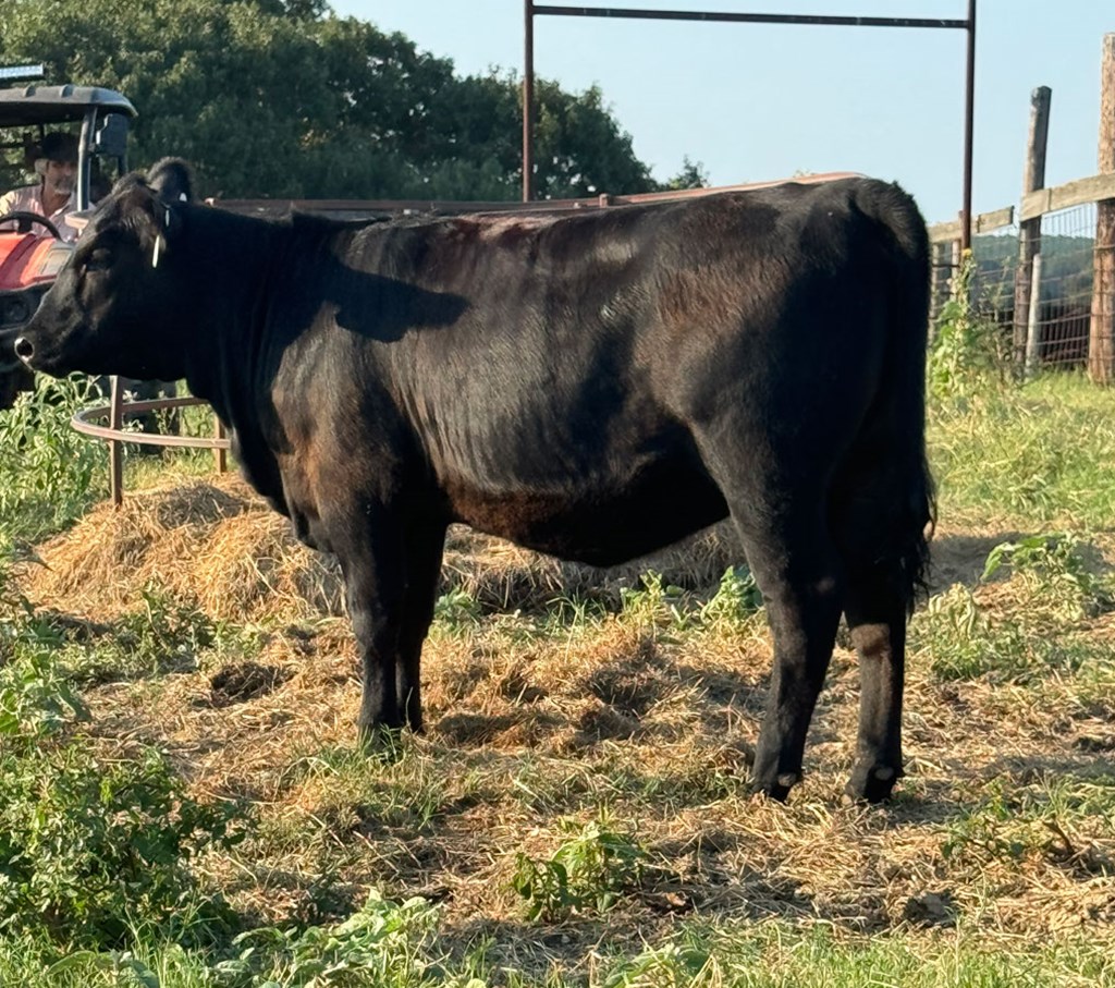 Cattle Range Listing Photo