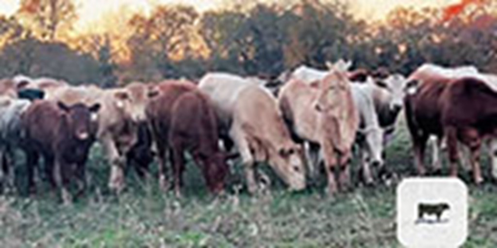 120	Red Angus & Red Angus / Charolais Stocker Calves... Northeast TX