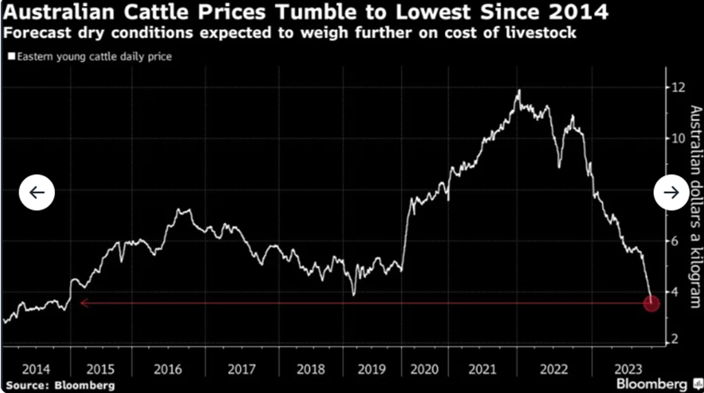 Australian Cattle Prices Fall to Nine-Year Low as El Niño Looms