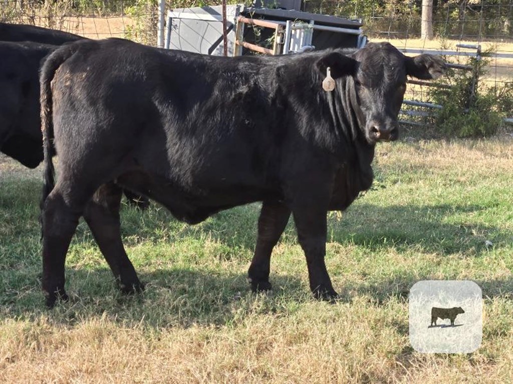 Cattle Range Listing Photo