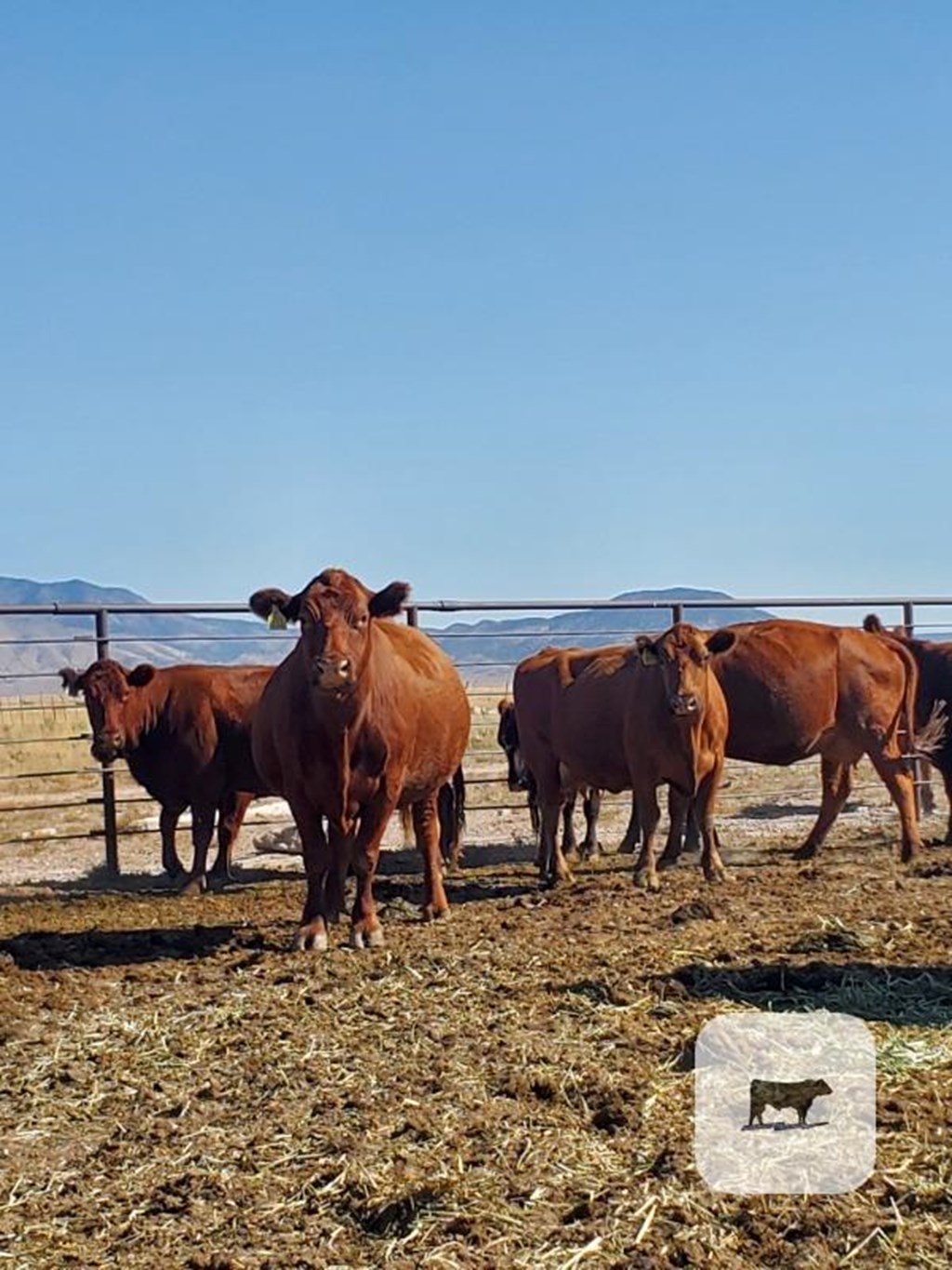 Cattle Range Listing Photo