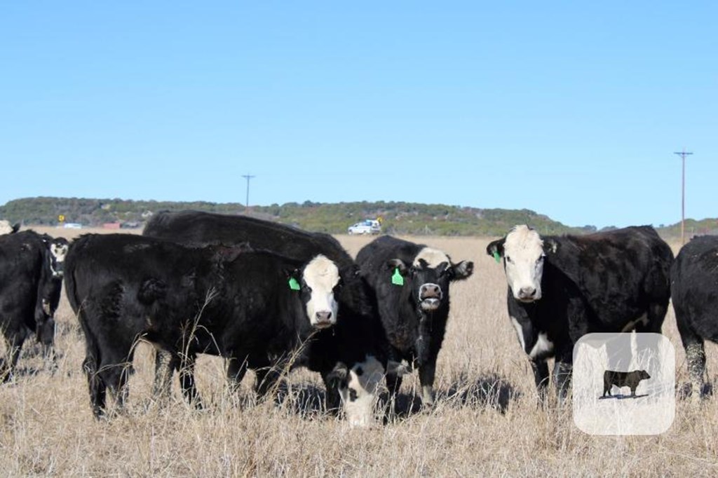 Cattle Range Listing Photo