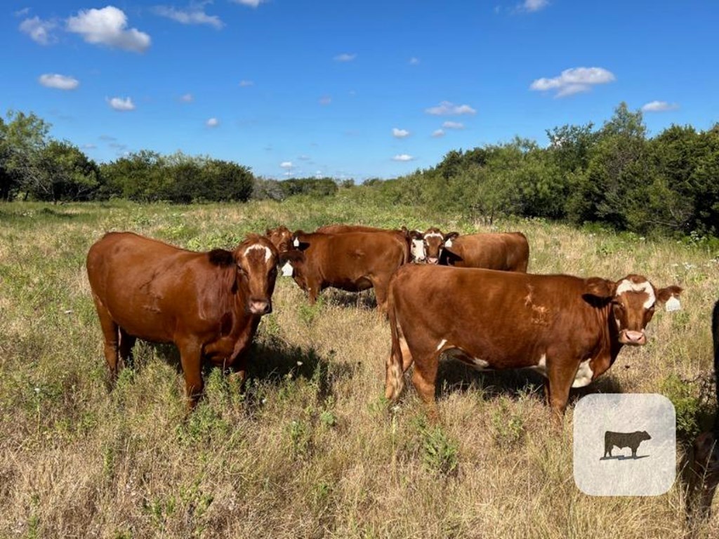 Cattle Range Listing Photo