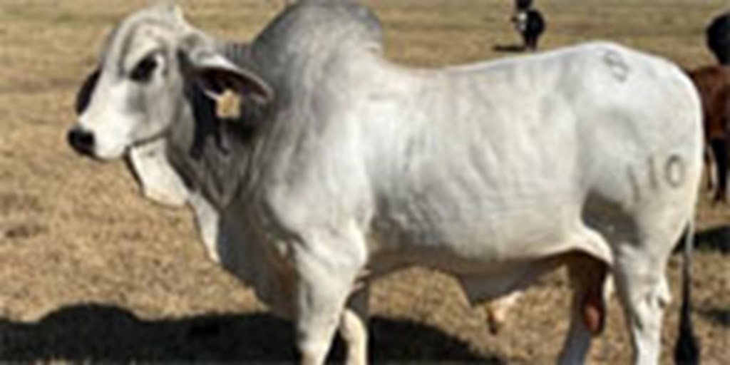 1 Reg. Brahman Bull... Central TX