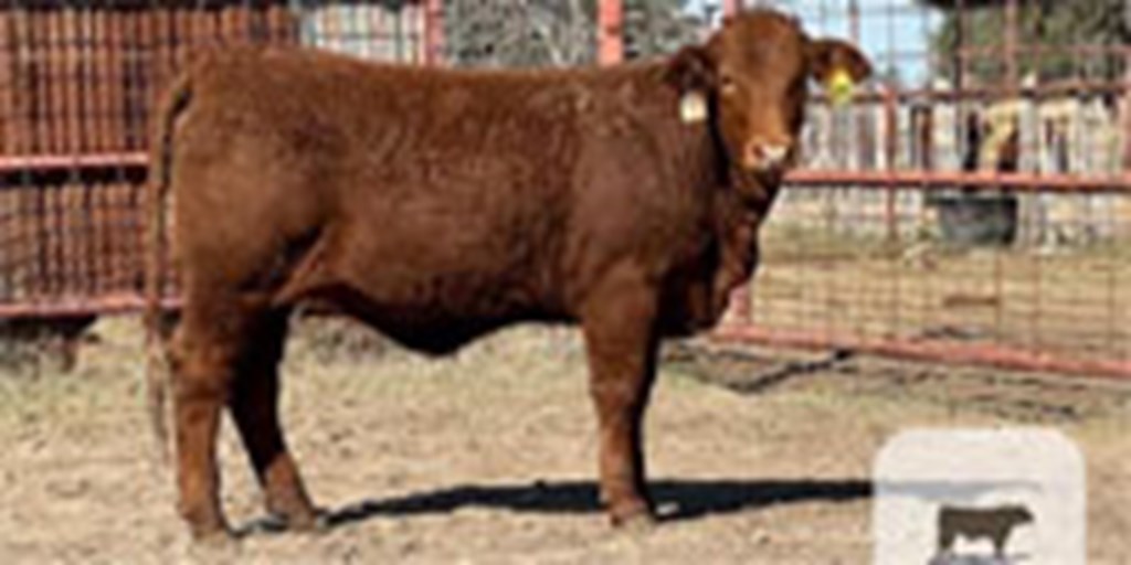 6 Reg. Beefmaster Rep. Heifers... South TX