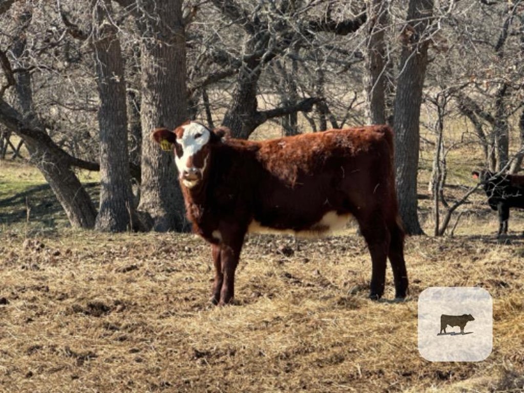 Cattle Range Listing Photo