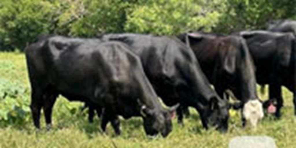 12 Angus & BWF Cows w/ 1+ Calves... Central TX