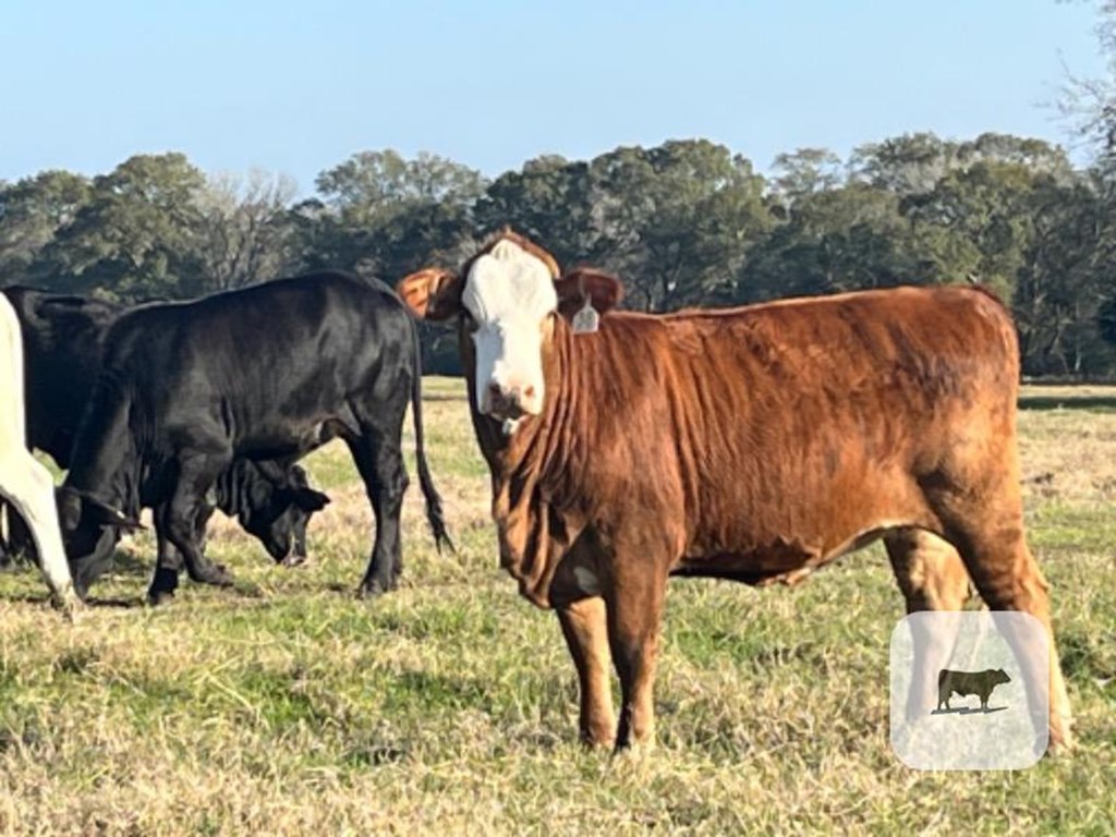 Cattle Range Listing Photo