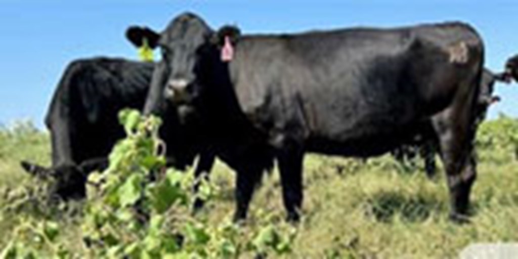 40 Angus and BMF Cows w/ 2+ Calves... Central TX