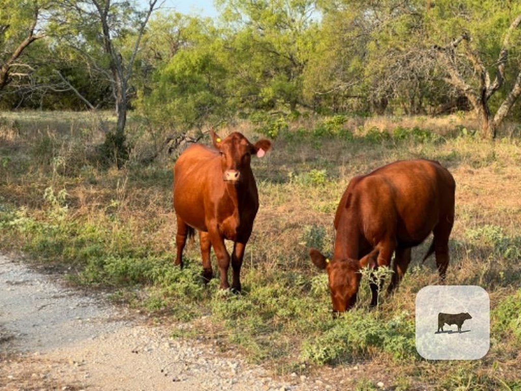 Cattle Range Listing Photo