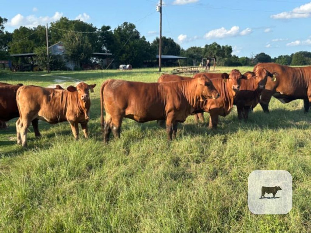 Cattle Range Listing Photo