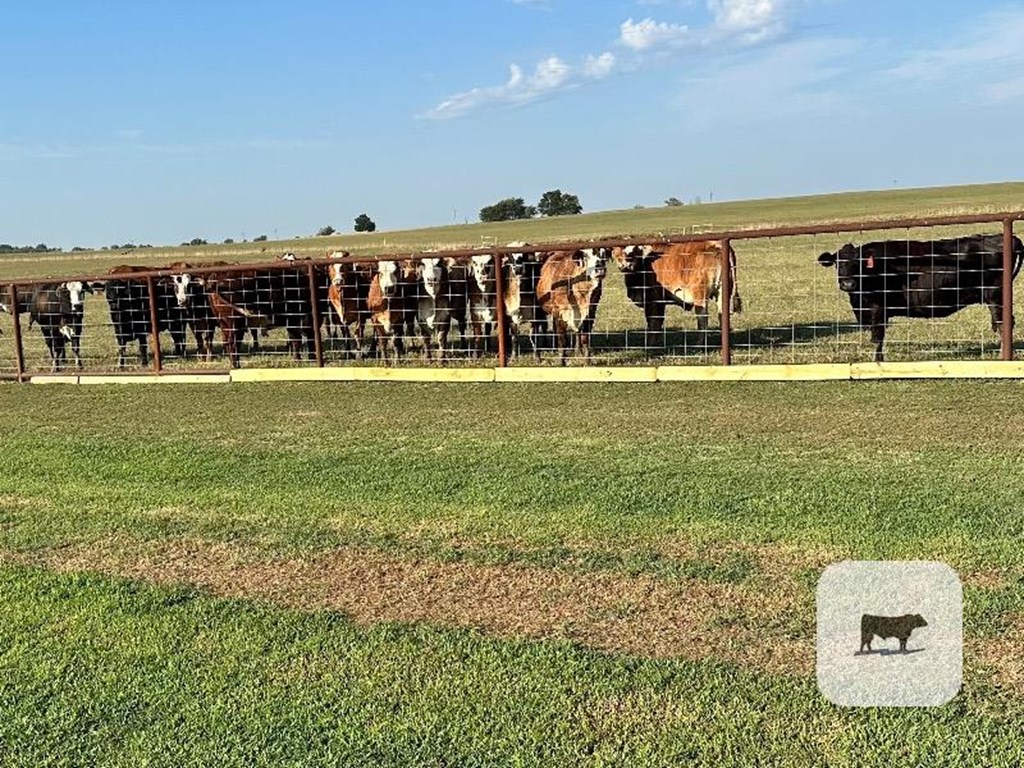 Cattle Range Listing Photo