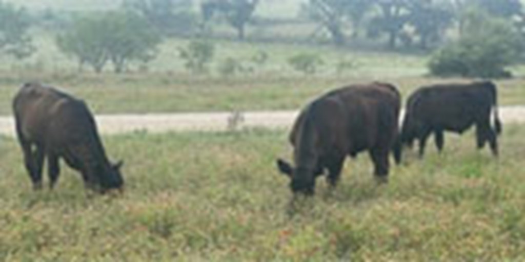 30 F1 Akaushi, Angus, Red Angus & Charolais Cross Stocker Calves... Central TX