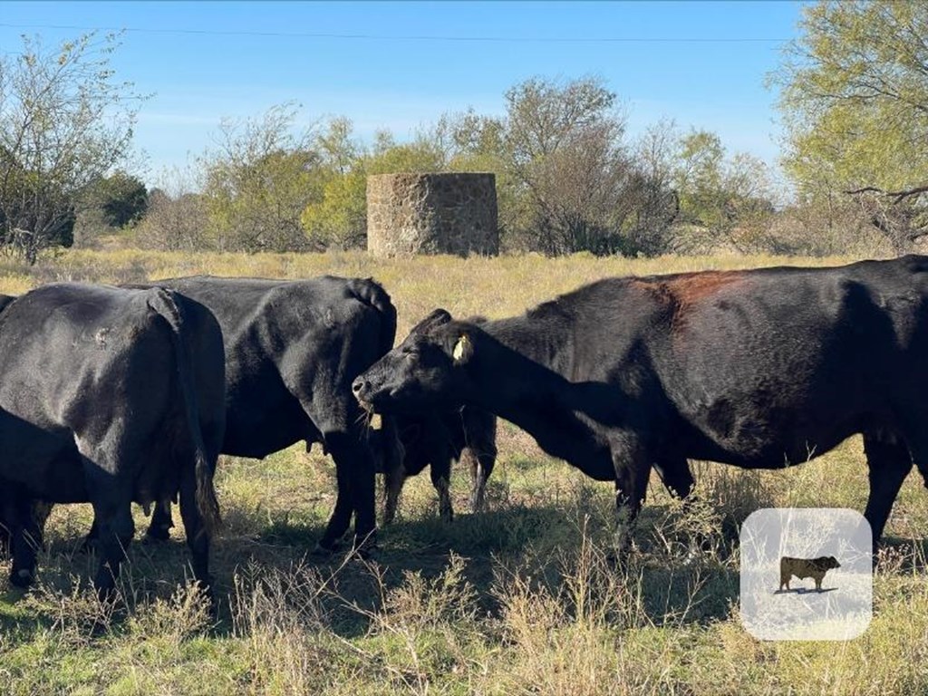 Cattle Range Listing Photo