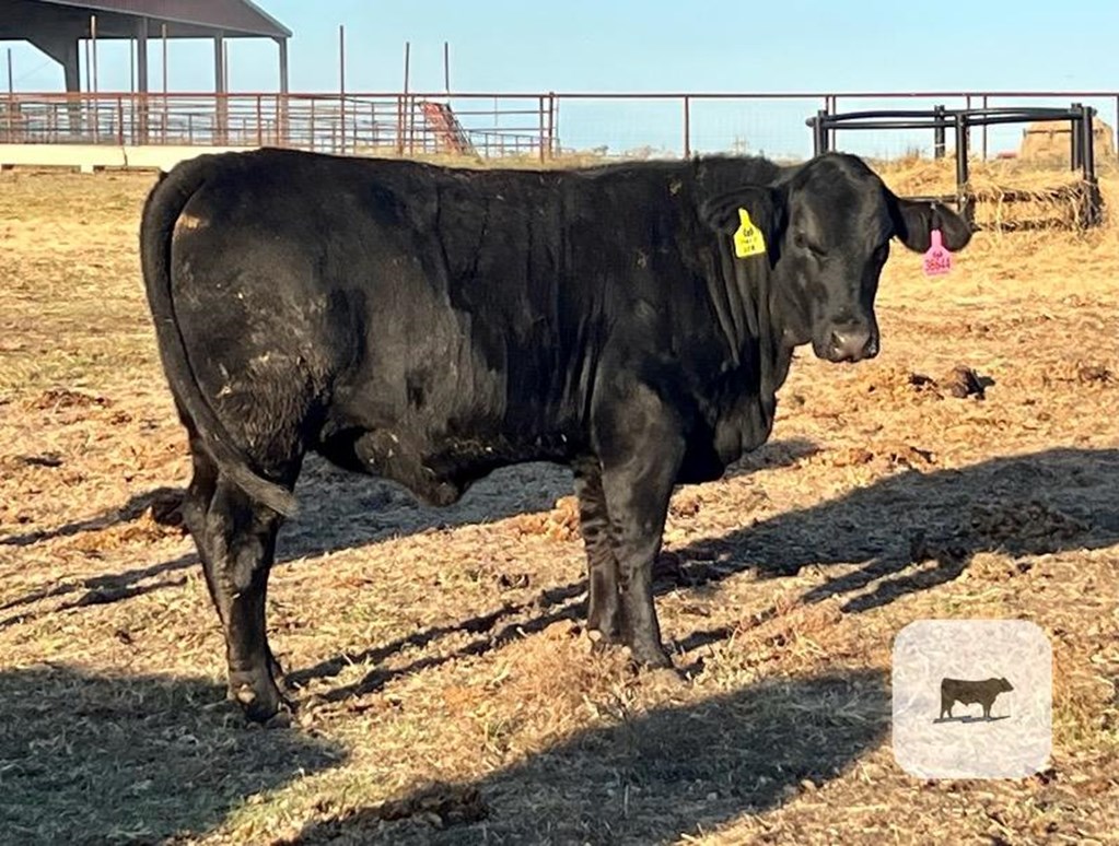 Cattle Range Listing Photo