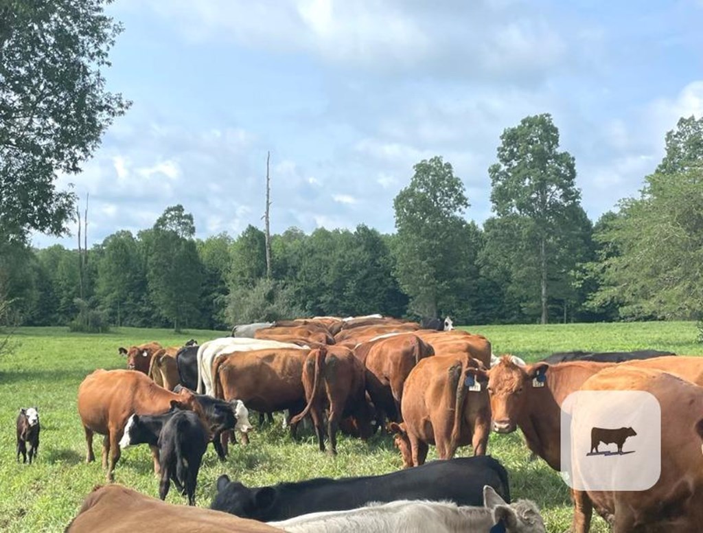 Cattle Range Listing Photo