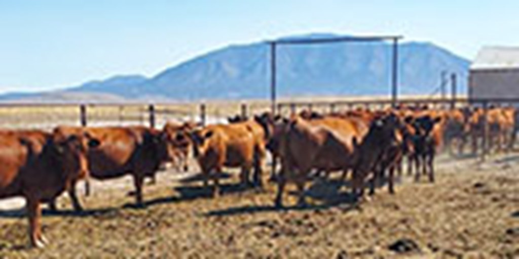 21 Red Angus Cows... Central NM