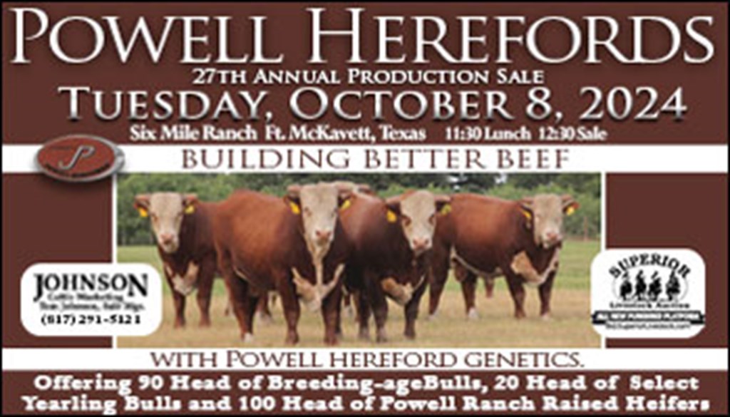 Powell Herefords Fall Production Sale (3)