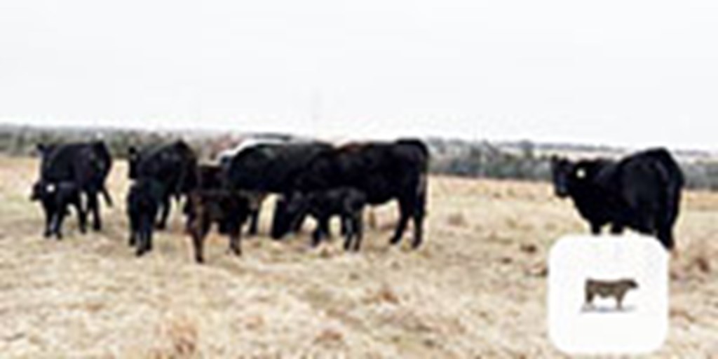 5 Angus 1st-Calf Pairs... N. Central OK