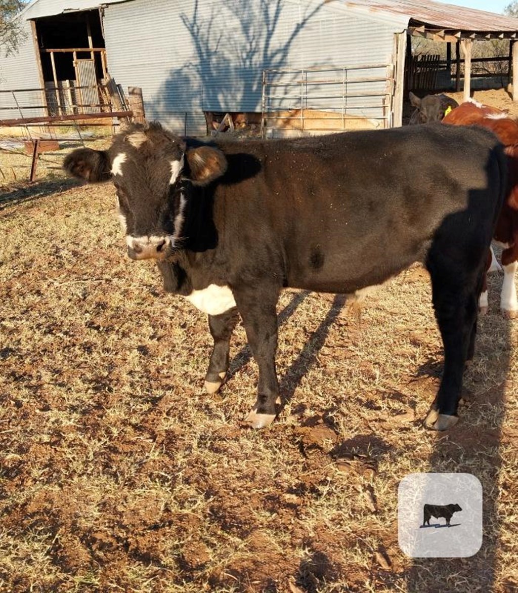 Cattle Range Listing Photo