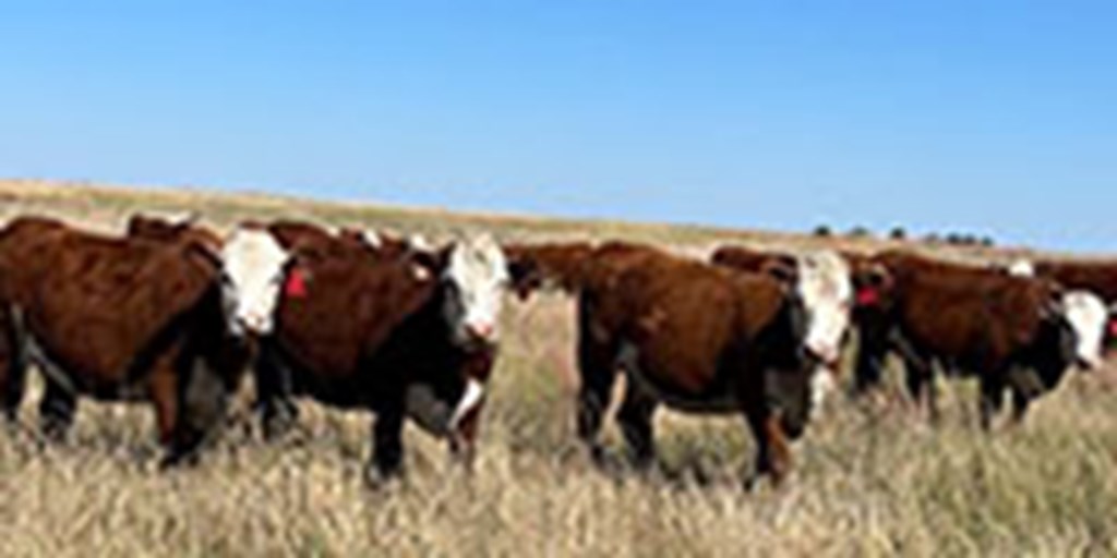 60 Hereford Bred Heifers... N. Central NE