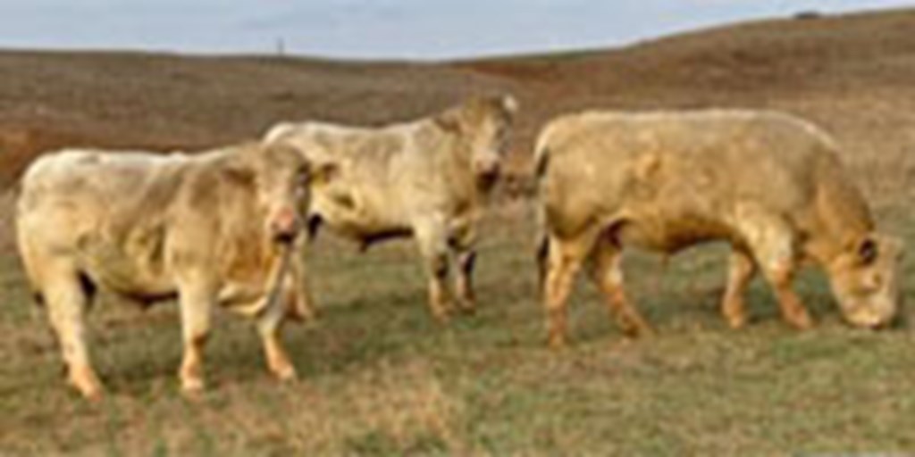 40 Charolais & Hereford Bulls... N. Central OK