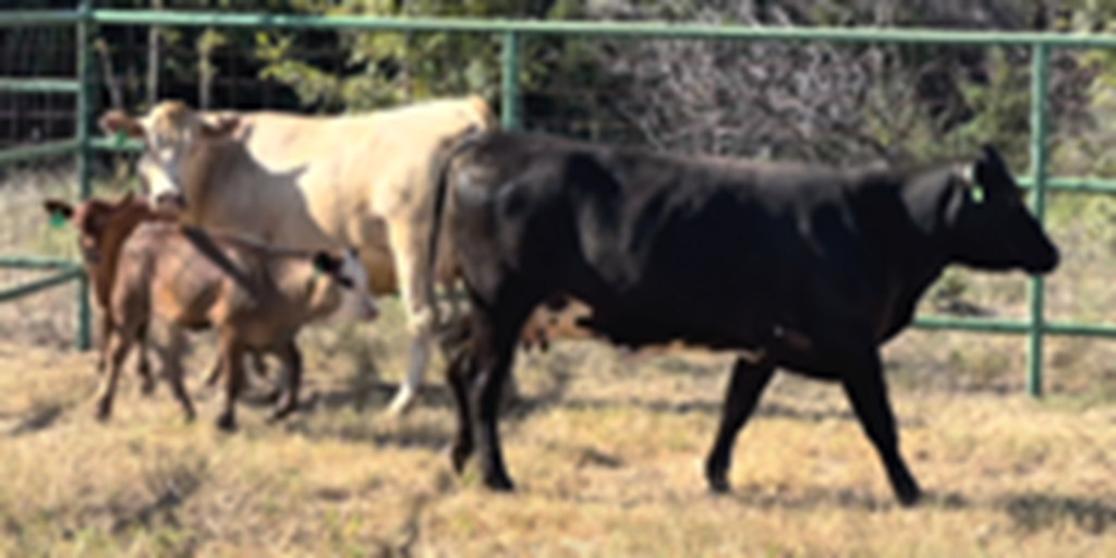 2 Brangus & Charolais 2nd-Calf Pairs... Central TX