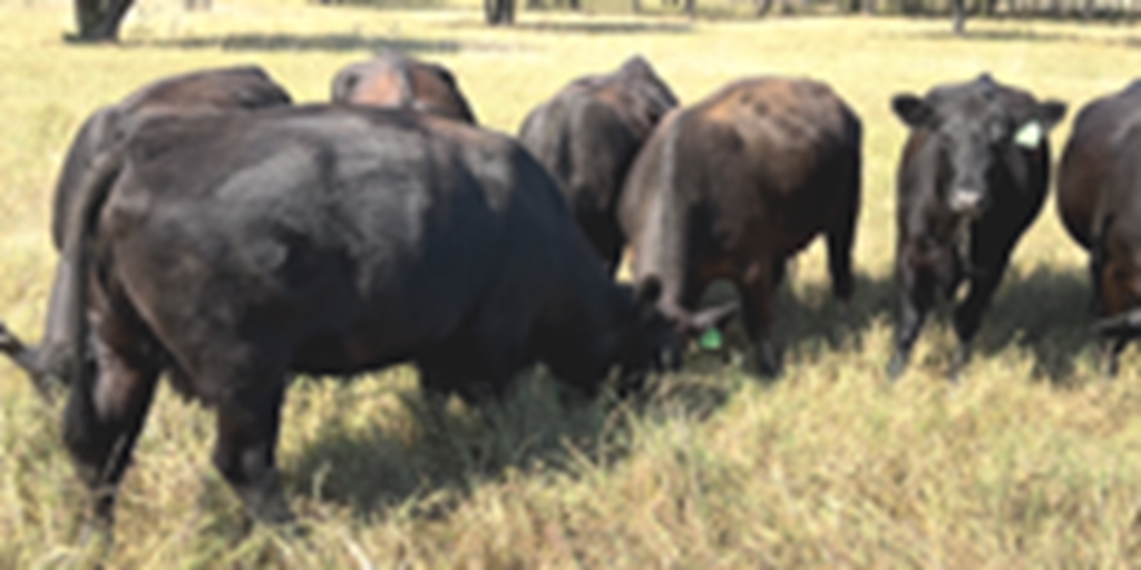 6 Angus Plus Cows... Central TX