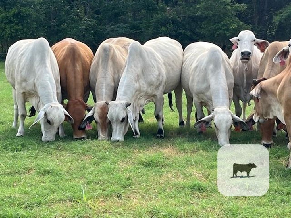 Cattle Range Listing Photo