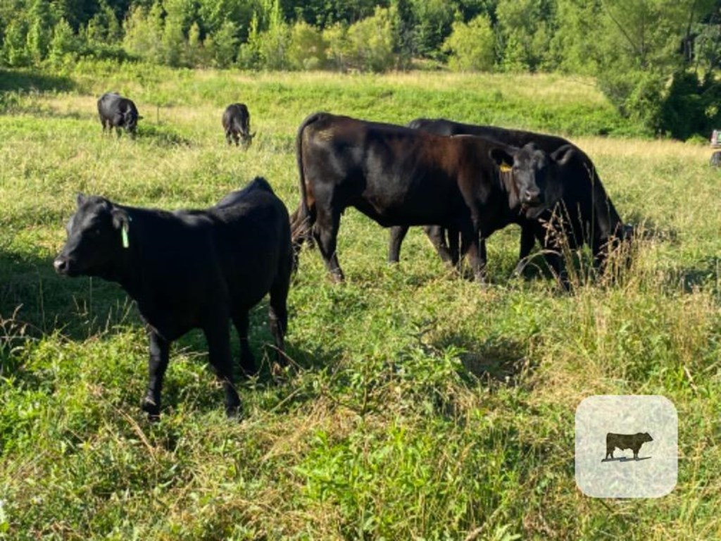 Cattle Range Listing Photo