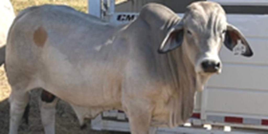 1 Reg. Brahman Bull... W. Central OK