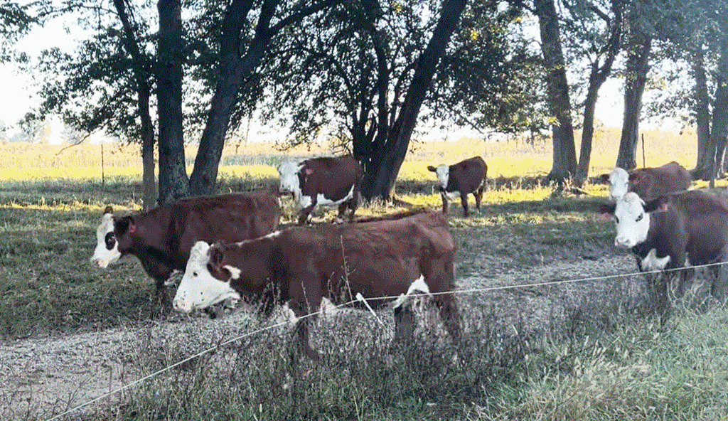 Cattle Range Listing Photo