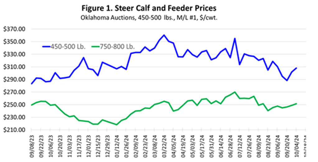 Fall Cattle Market Update